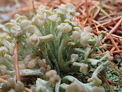 Cladonia botrytes