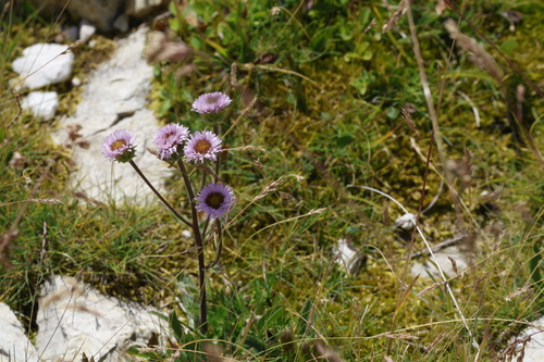 Erigeron alpinus, photograph 3
