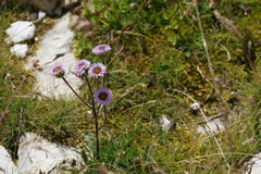 Erigeron alpinus, photograph (c) Claude Kolwelter, some rights reserved (CC BY)