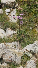Erigeron alpinus, photograph (c) Claude Kolwelter, some rights reserved (CC BY)