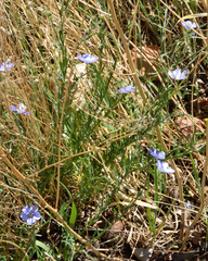 Linum perenne