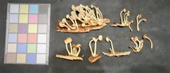 Hypholoma subviride