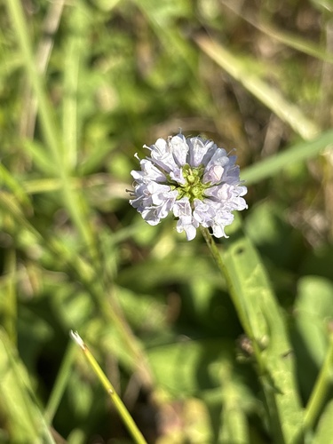 Succisella inflexa, photograph 1