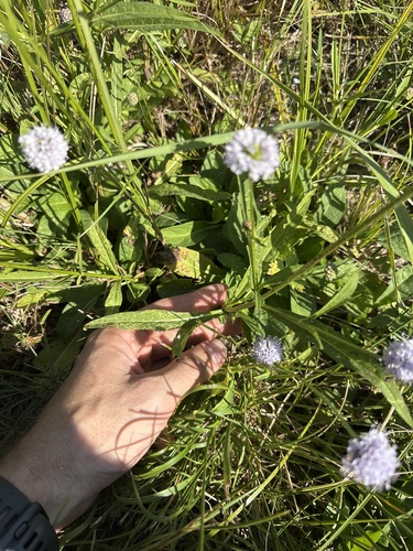Succisella inflexa, photograph 2