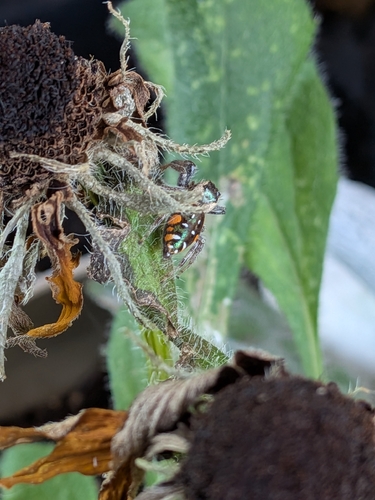 Golden Jumping Spider