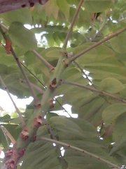 Phyllanthus acidus