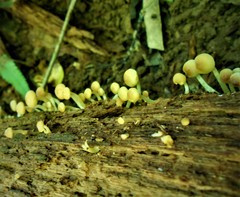 Hypholoma subviride