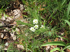 Acaciella