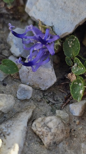 Phyteuma sieberi, photograph 5
