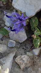 Phyteuma sieberi, photograph (c) Claude Kolwelter, some rights reserved (CC BY)