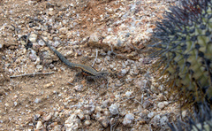 Liolaemus platei