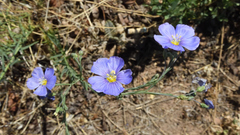 Linum perenne