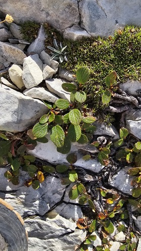 Salix reticulata, photograph 4