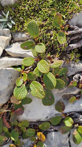 Salix reticulata, photograph 3
