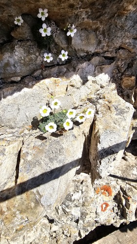 Saxifraga squarrosa, photograph 4