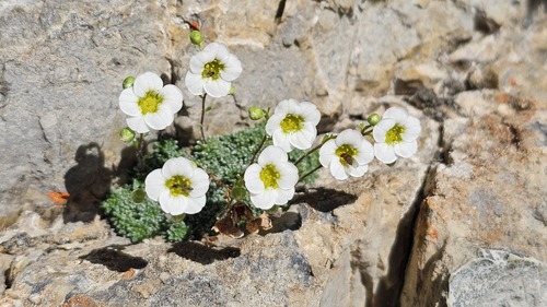 Saxifraga squarrosa, photograph 3