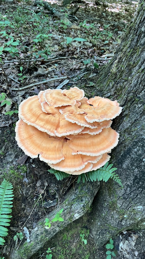 White-pored Chicken of the Woods · August 2026 · photo: Photo: no rights reserved · iNaturalist