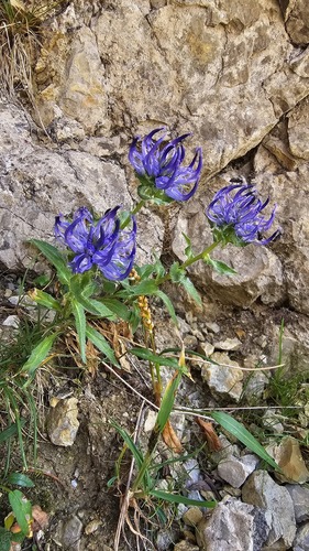 Phyteuma sieberi, photograph 4