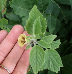 Physalis heterophylla, photograph (c) Steven Lamonde, some rights reserved (CC BY)
