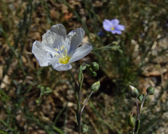 Linum perenne
