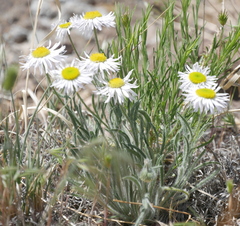 Erigeron concinnus