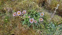 Erigeron alpinus