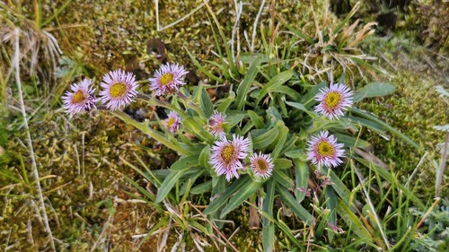 Erigeron alpinus, photograph 1