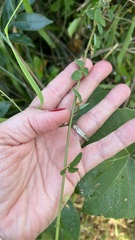 author not stated, no rights reserved Desmodium ciliare, photograph author not stated, no rights reserved