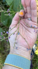 Desmodium ciliare