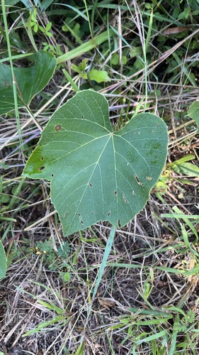 Vitis labrusca, photograph 3