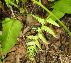 Platycerus