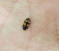 Glischrochilus grandis