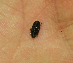 Glischrochilus grandis