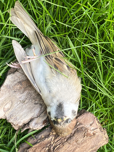 Eurasian Tree Sparrow
