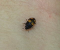 Glischrochilus grandis