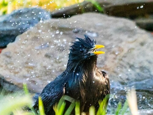 Spotless Starling