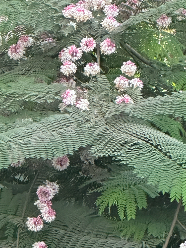 Cassia javanica observed 2026-08-26