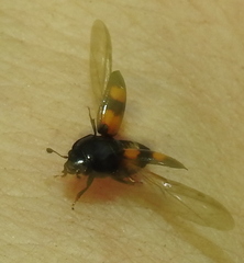 Glischrochilus grandis