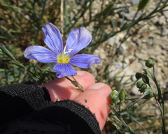 Linum perenne