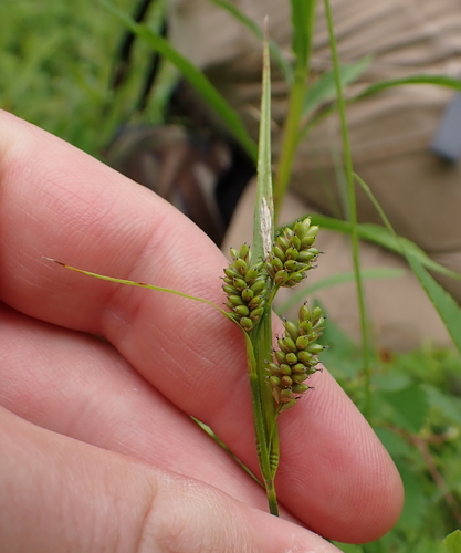 Carex pallescens, photograph 3