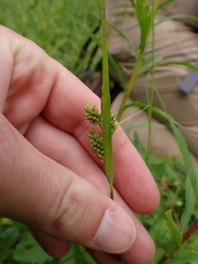 Carex pallescens, photograph (c) Steven Lamonde, some rights reserved (CC BY)
