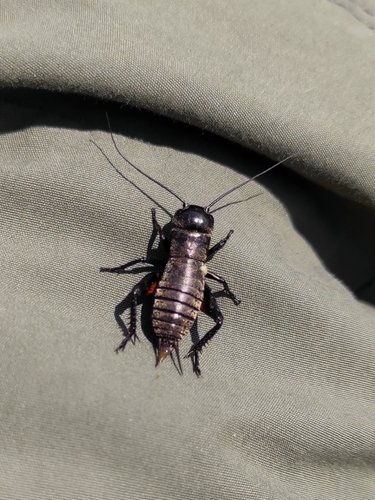 European Field Cricket