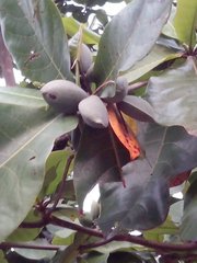 Terminalia catappa