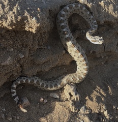Crotalus cerastes cerastes