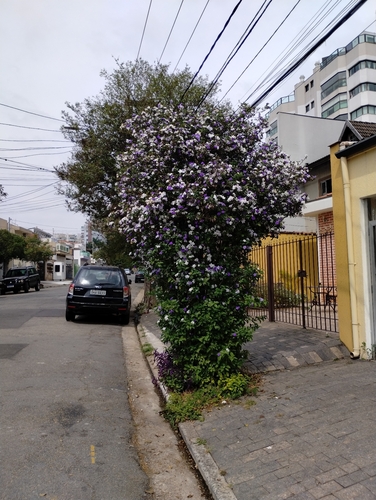 Brunfelsia uniflora observed 2026-08-26