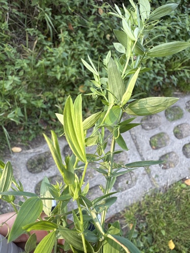 meadow pea