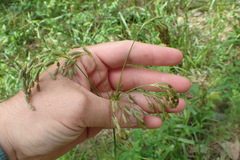 Scirpus pendulus