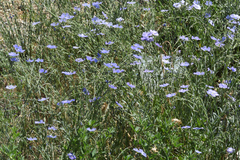 Linum perenne