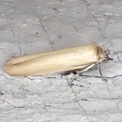 Holcocera immaculella