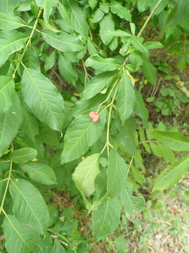 Spindle
